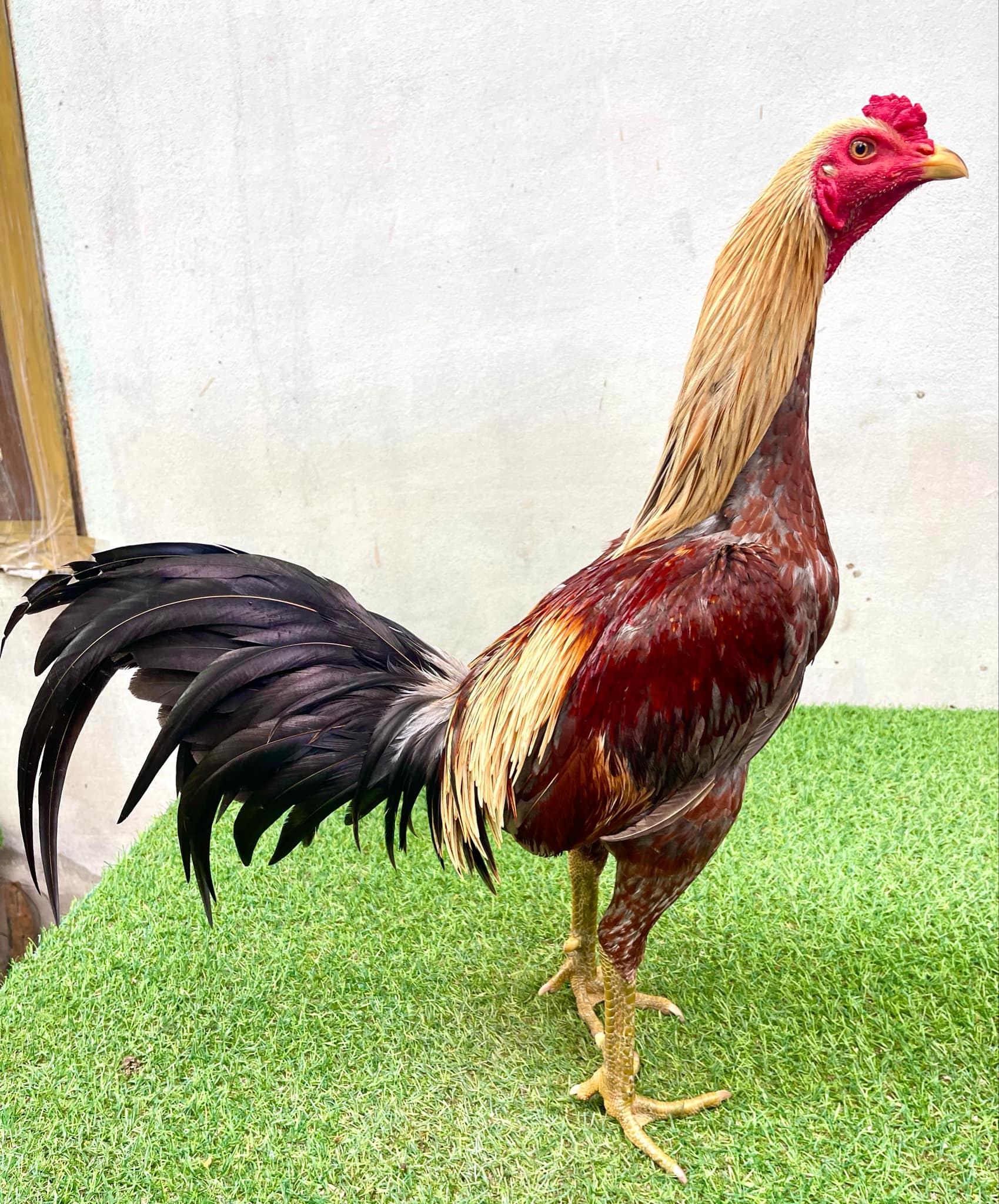 พม่าม้าล่อยาวๆวิ่งอาชีพ แผลคมๆวิ่งให้ยางแตกแล้วกลับมาตี ปั้นดีๆชนแพงได้ครับ